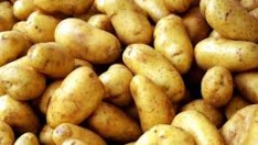 Patateslerin filizlenmemesi için ne yapılmalı?