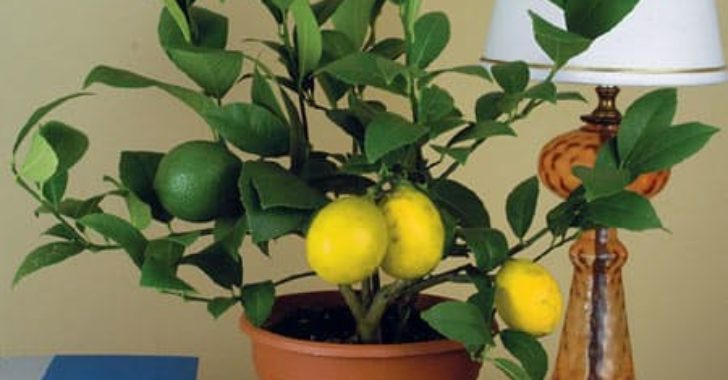Evde Limon Nasıl Yetiştirilir?